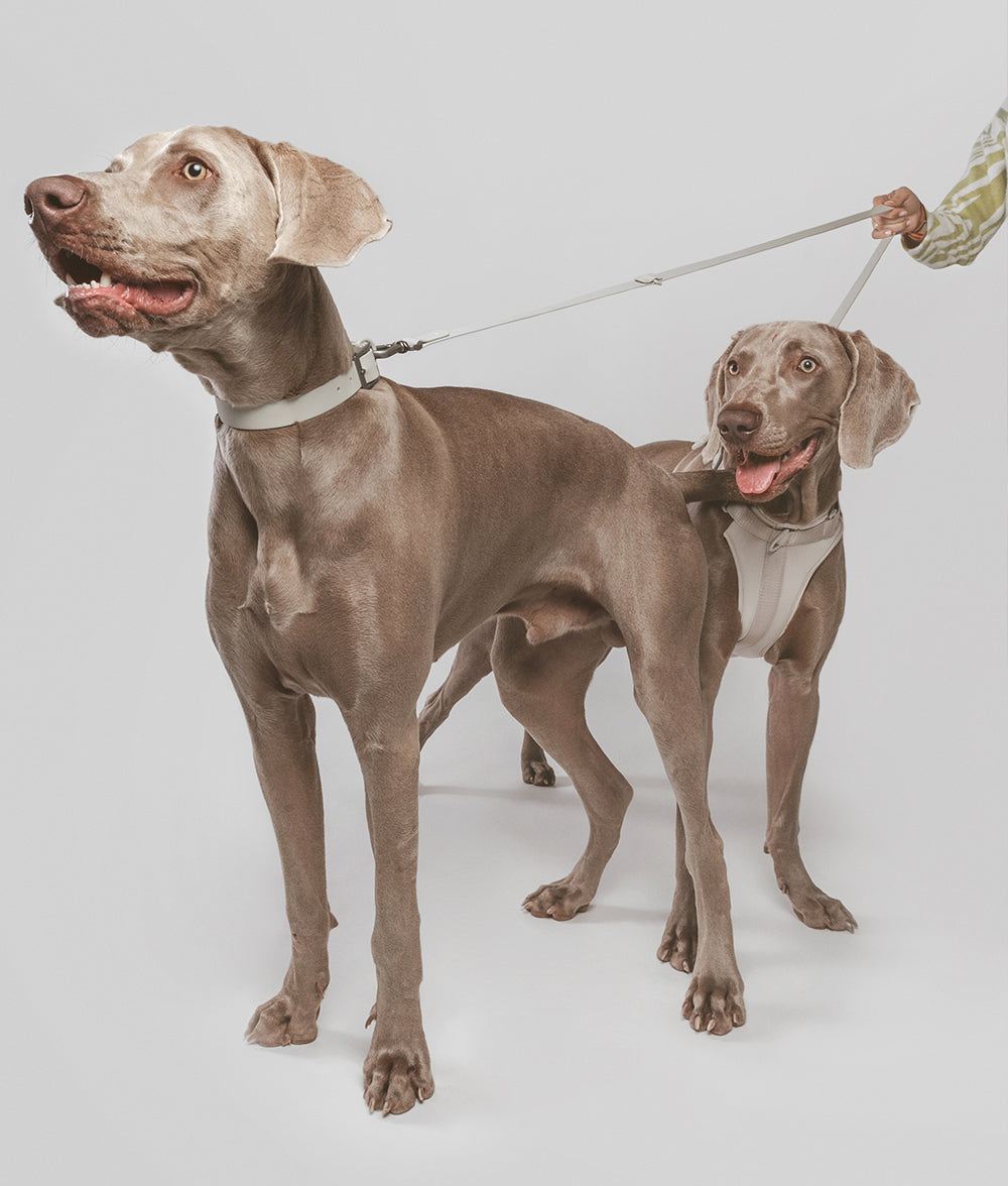 Correa Perro Beige Gala